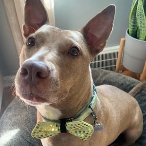 Meet your Posher, Elena